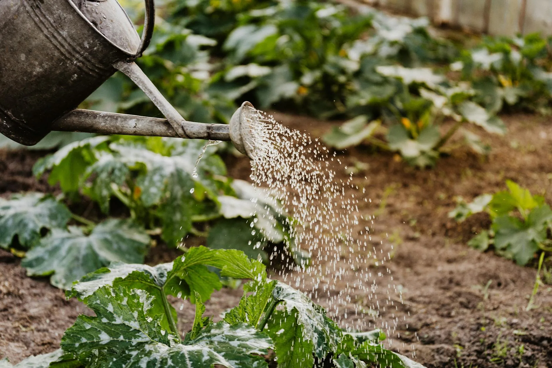 Person watering a thriving raised vegetable bed during a UK summer afternoon