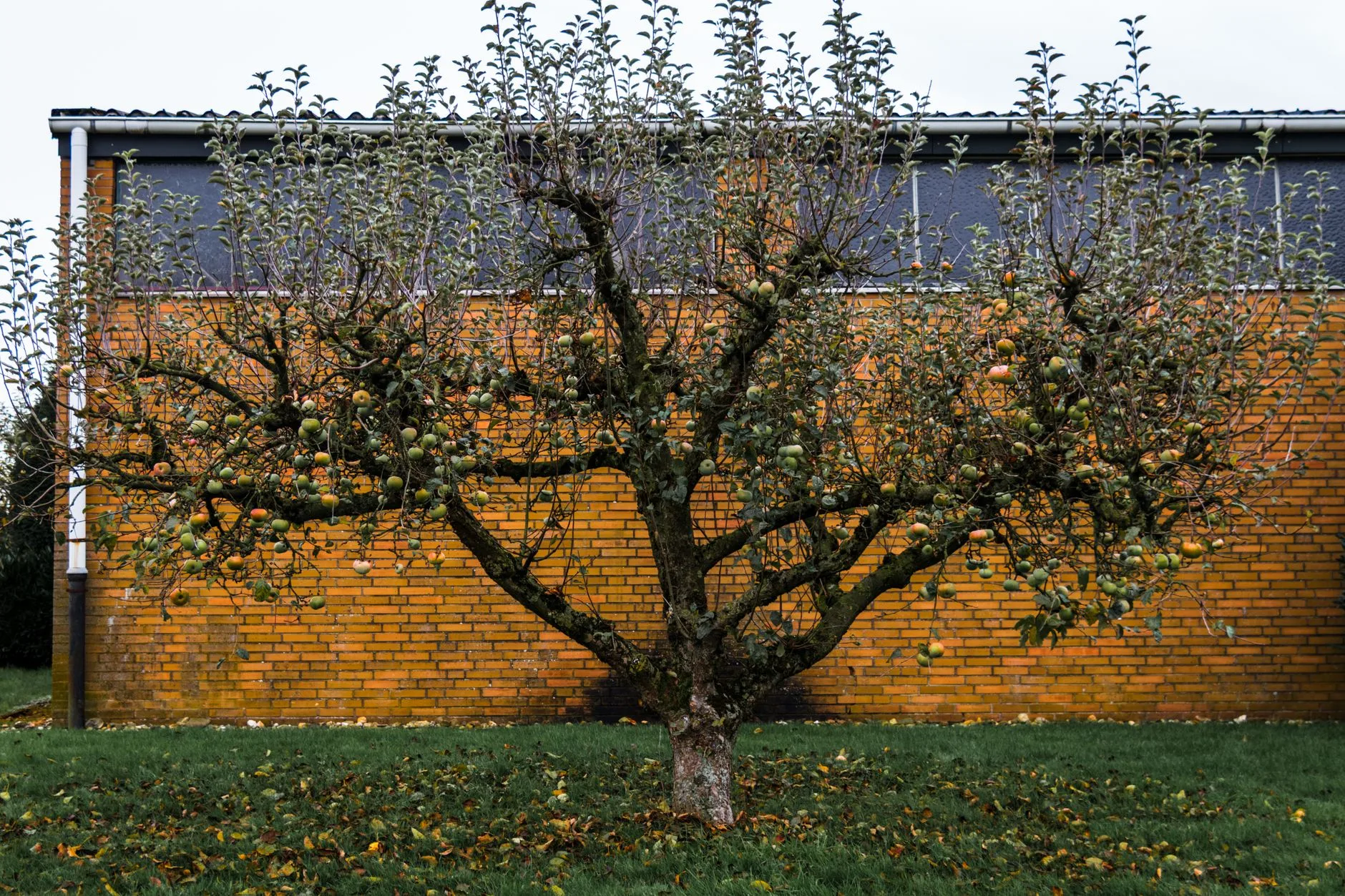 Apple tree growing in a small garden beside a brick wall