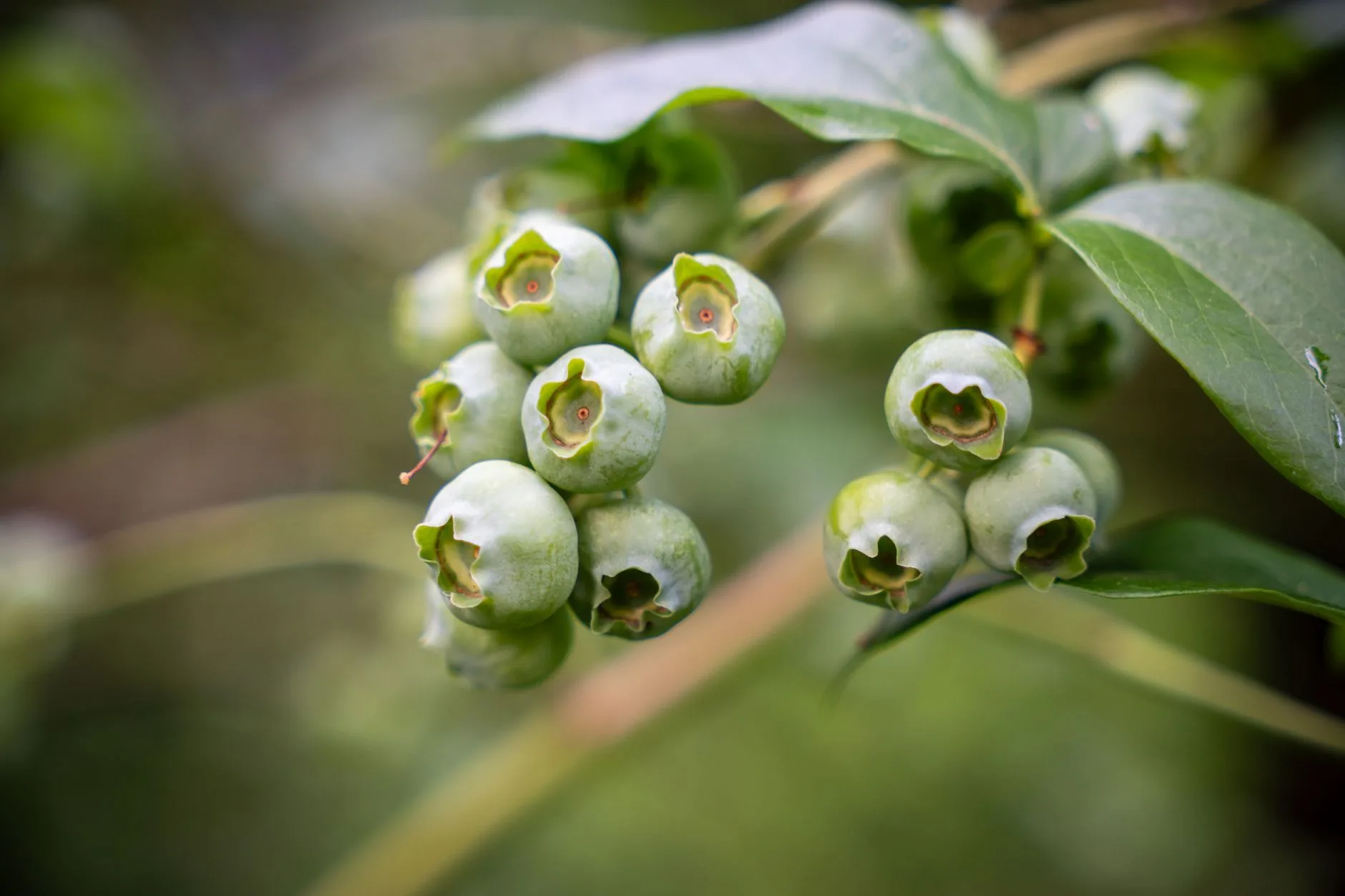 Blueberry plant in a pot for an acid-loving berry garden