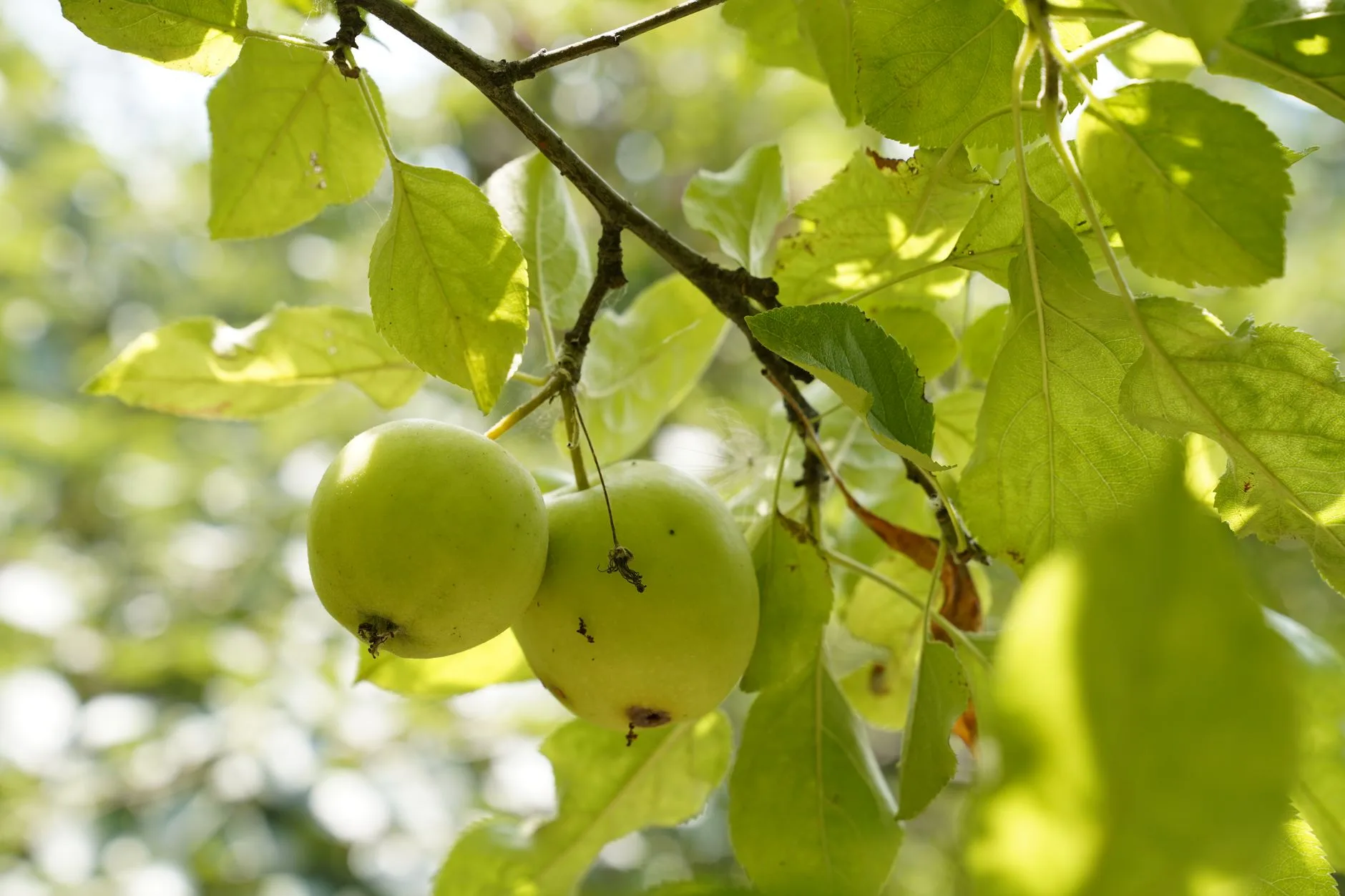 Potted apple tree on a patio needing seasonal cordon care