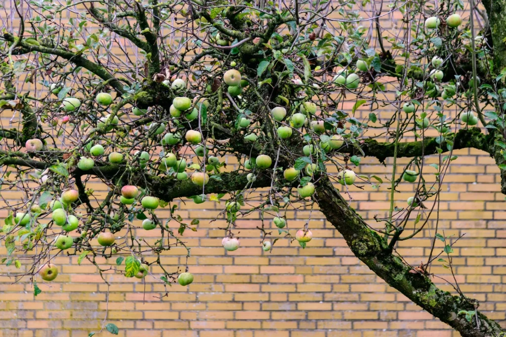 Potted apple cordon trained against a wall in a UK garden