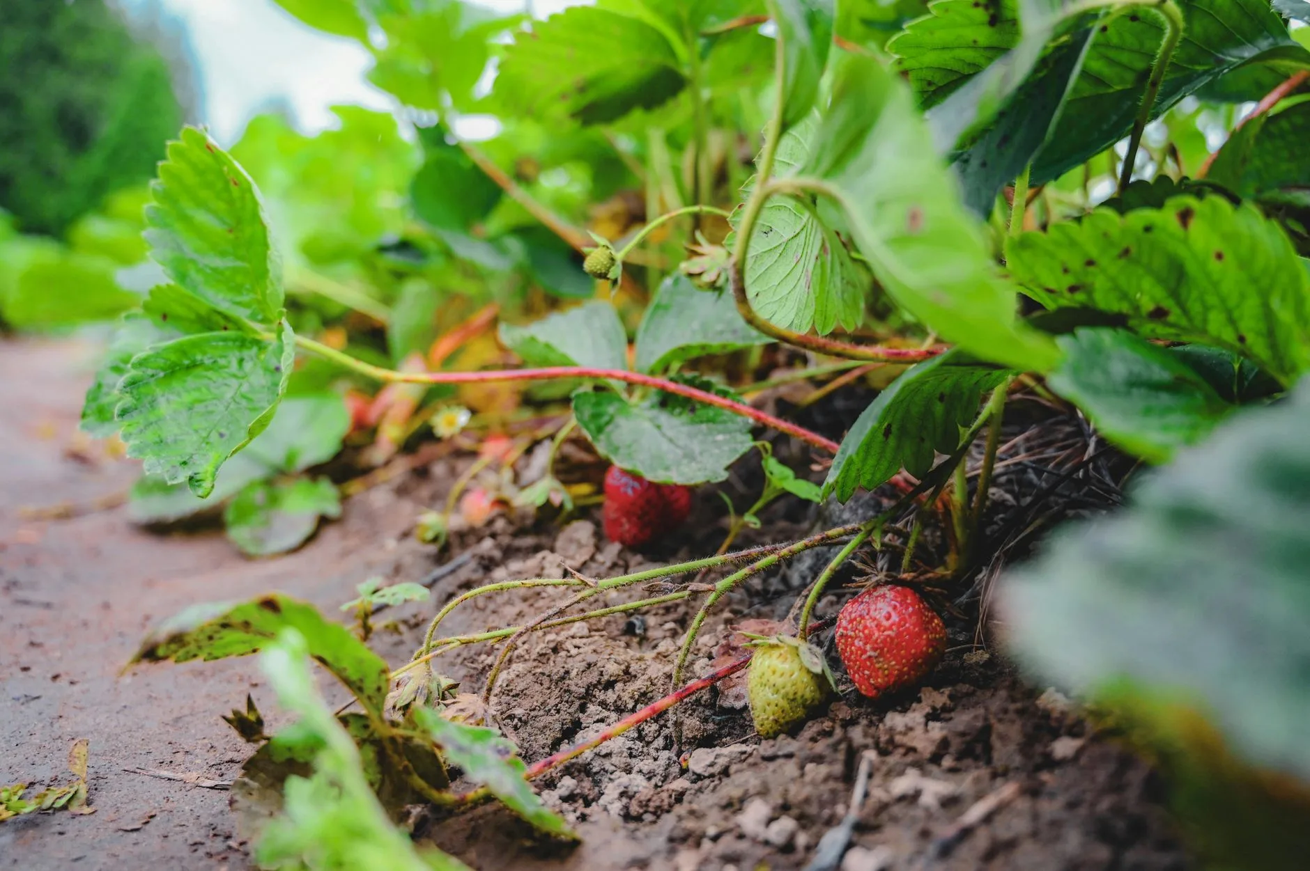 Strawberry plants in a garden bed with ripe red fruit